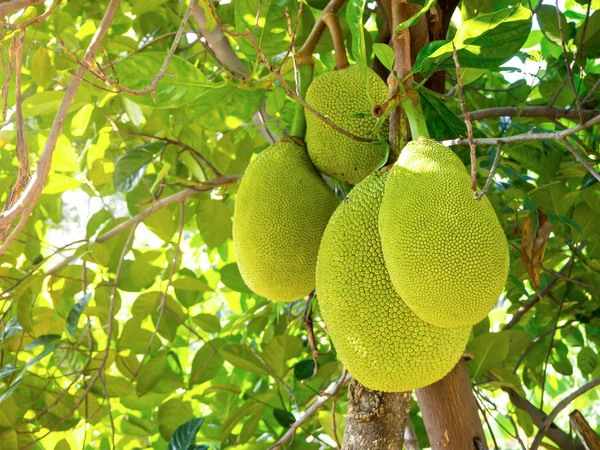 Jaca en el árbol — Foto de Stock