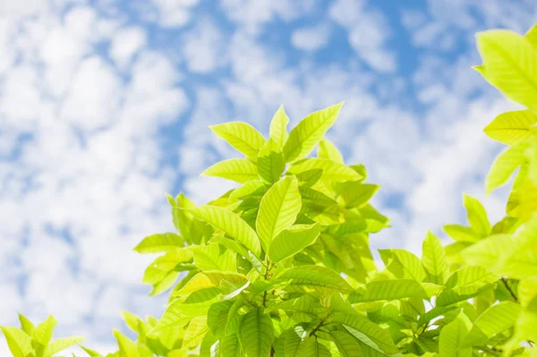 Folhas verdes com céu em dia ensolarado — Fotografia de Stock