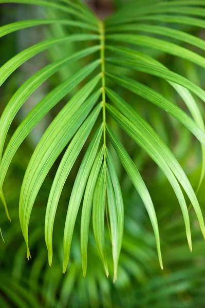 Бетель пальмовим листям — стокове фото