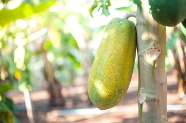 Ağaçtaki papaya 