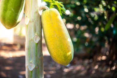 Ağaçtaki papaya 