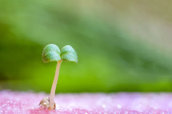 Broto de legumes para preparação — Fotografia de Stock