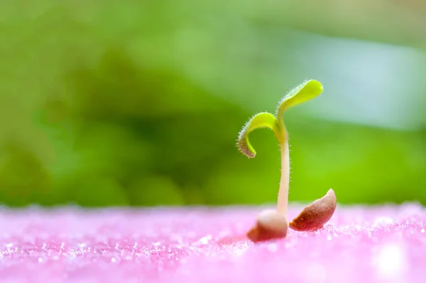 Sprout groenten voor het voorbereiden van — Stockfoto