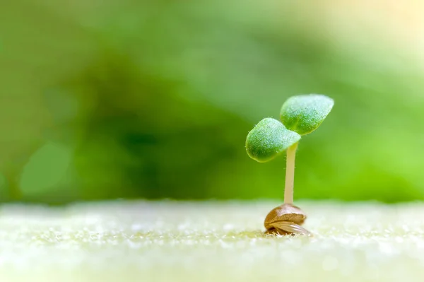 Sprout groenten voor het voorbereiden van — Stockfoto