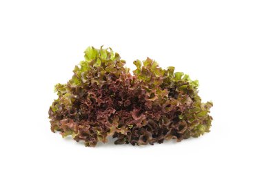 Beyaz yalıtılmış arka planda kesilmiş organik kırmızı meşe marulu. Taze kırmızı meşe marulu yüksek lifli ve vitaminli, tatlı ve gevrek, salata için lezzetli. Yiyecek ve sebze konsepti.