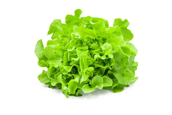 生的有机绿色橡木生菜在白色孤立的背景上与剪枝路径 新鲜的橡木生菜具有高纤维和维生素 沙拉味美 食品和蔬菜概念 — 图库照片