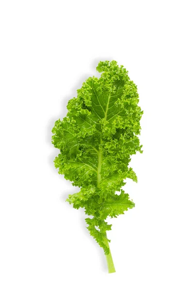 Verse Rauwe Biologische Groene Boerenkool Blad Witte Geïsoleerde Achtergrond Met — Stockfoto