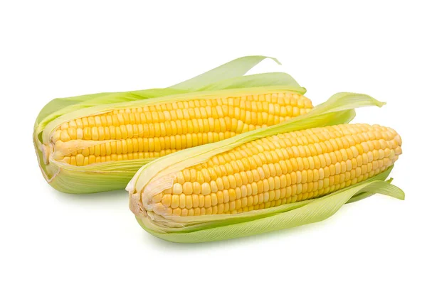 Two cob raw whole organic sweet corn on white isolated background with clipping path. Sweet corn or sugar corn have high carbohydrate and delicious taste for cooking food. Fresh vegetable concept.