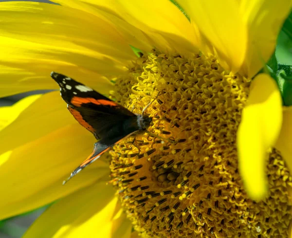 Schmetterling auf einer leuchtend gelben Sonnenblume im Sommer — Stockfoto