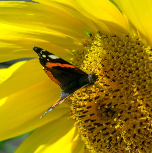 Mariposa sobre un girasol amarillo brillante en verano — Foto de Stock