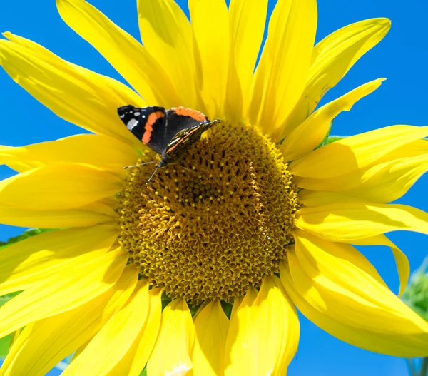 Schmetterling auf einer leuchtend gelben Sonnenblume im Sommer — Stockfoto