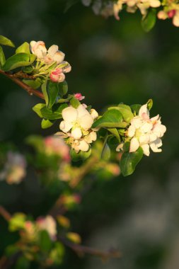 Bahar çiçekleri kiraz