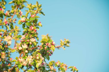apple'nın bahar çiçekleri
