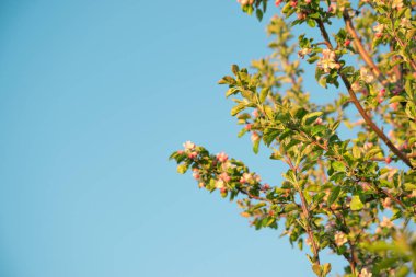 apple'nın bahar çiçekleri