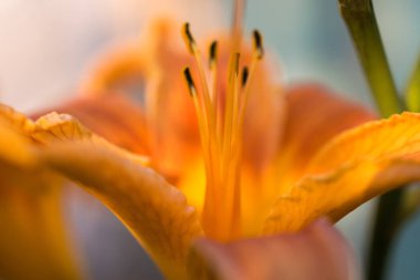 Güzel turuncu lilyum