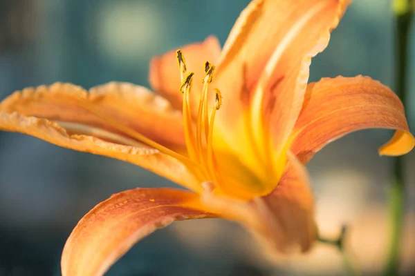 Lovely orange lilies — Stock Photo, Image