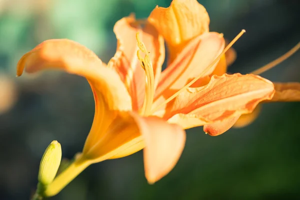 Schöne orangefarbene Lilien — Stockfoto