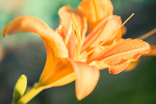 Schöne orangefarbene Lilien — Stockfoto