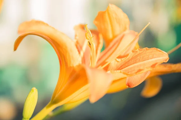 Lovely orange lilies — Stock Photo, Image