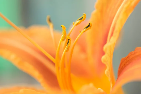 素敵なオレンジ色のユリ — ストック写真