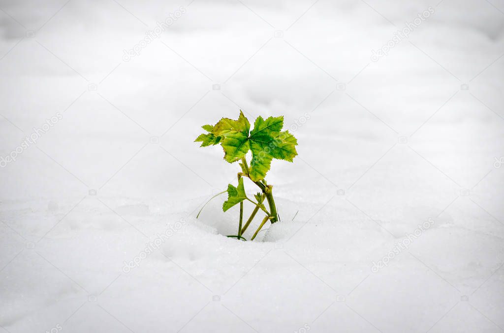 plant grow snow vignette nature strong