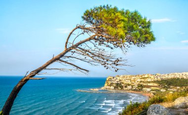 Peschici gargano İtalya Halep çam ağacı ateş püskürdü Rüzgar mediterranea