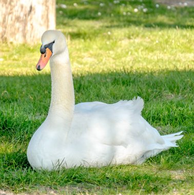 Beyaz Kuğu çim kare biçimi