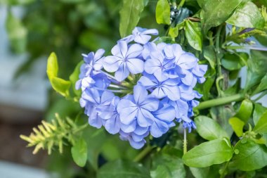 plumbago çiçek süs Bahçe