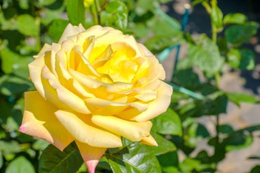 Sarı tea gül elina hibrid