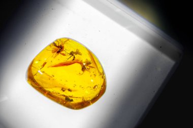 Böcekler kehribar sivrisinek çalışma geçmiş