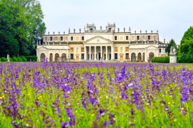 Villa Pisani mor çiçekler çayır Venedik eyaletinde Riviera del Brenta ville venete veneto bölgesinde, İtalya