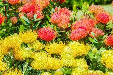 leucospermum çiçek çiçeklenme