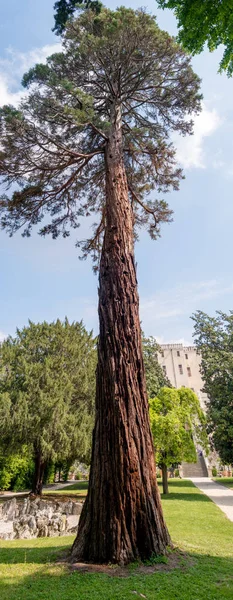 Riesenmammutbaum in voller Größe — Stockfoto