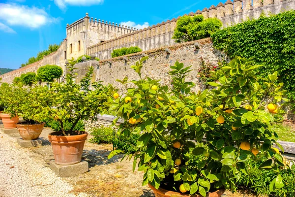 Lemon plant pots sicily citrus fruits — Stock Photo, Image