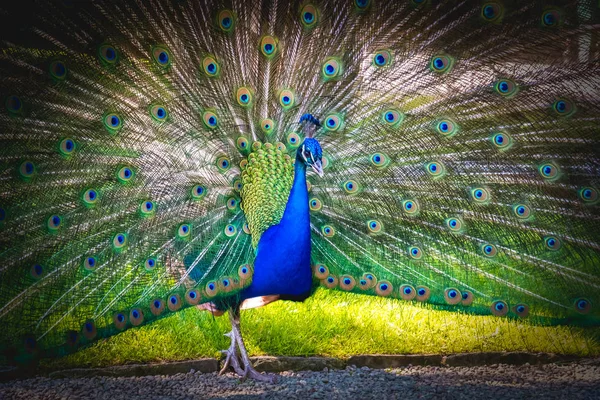 Blue peacock peafowl vignette background — Stock Photo, Image