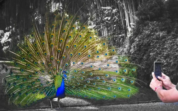 Photographing birds peacock — Stock Photo, Image