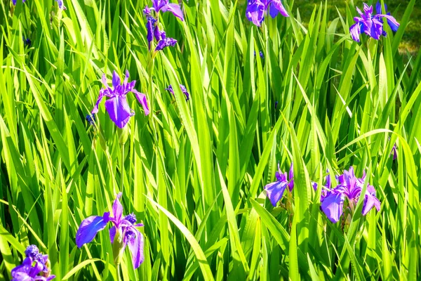 High grass texture purple flowers — Stock Photo, Image
