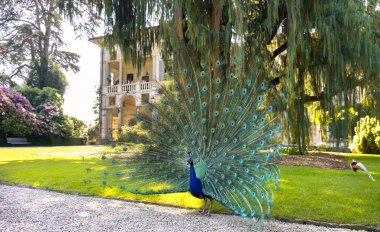 kuyruk Stresa lake Maggiore haritasında Isola Madre (Anne Adası) alanında büyük bir kaşmir selvi ağacı altında yayılan mavi tavus kuşu