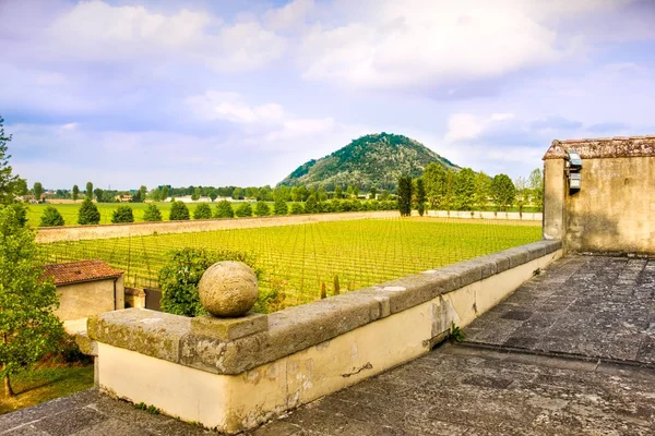 Euganean hills praglia ÜRETIM - Padua - Veneto - İtalya