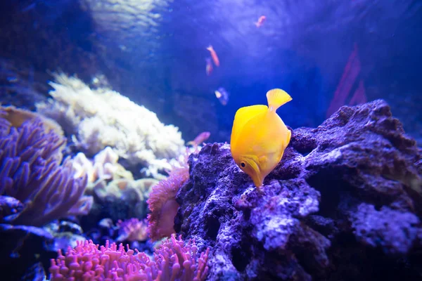 yellow tang fish in shallow coral reefs eat from live rocks