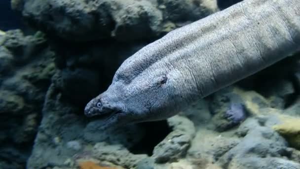 Moray středomořské dlouho potápění predátor ryb - dva murény plavat pod vodou — Stock video