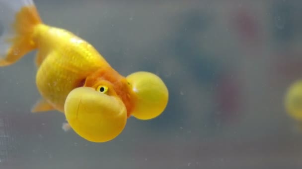 En bubbla ögonfisk guldfisk — Stockvideo