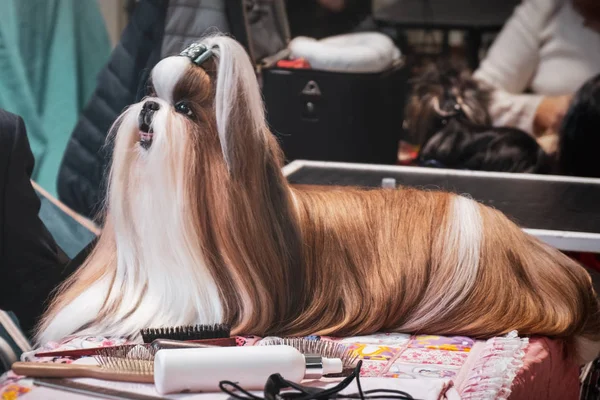 Пес перукаря Lhasa Apso shih tzu surling combing shushing fur dog show — стокове фото