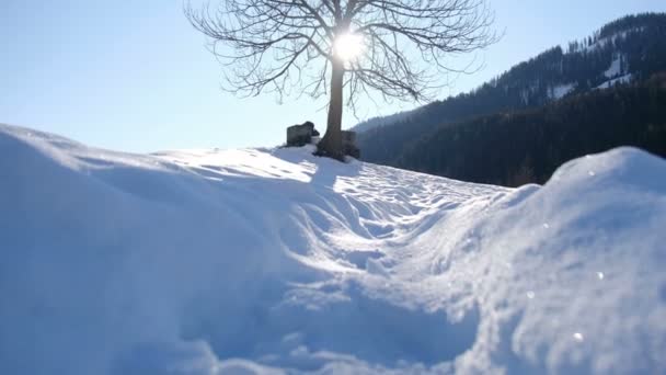 Pov постріл на снігу вертикальне панорамування з підсвічуванням силуету дерева через гілки — стокове відео