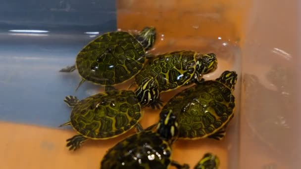 Tienda de mascotas tortugas bebés en tanque de cubo de agua en el mercado — Vídeos de Stock