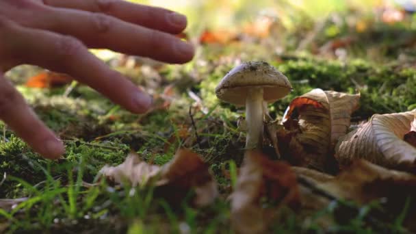 Recoger setas a mano en el bosque - cosechar setas venenosas tenga cuidado prestar atención — Vídeos de Stock