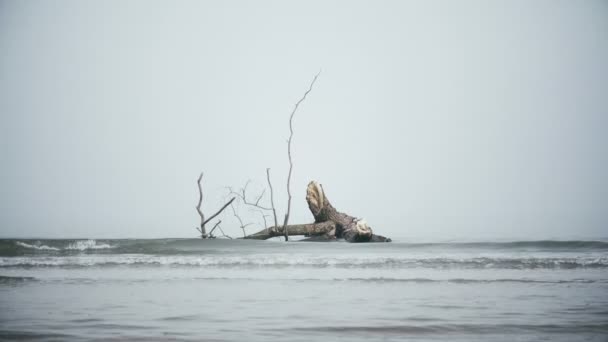 Costa mare spettrale baia nebbiosa con albero tronco onde 4k pallido paesaggio marino — Video Stock