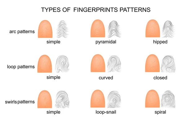 Les empreintes humaines. différents types — Image vectorielle