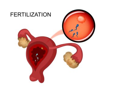 kadın üreme organları. sperm