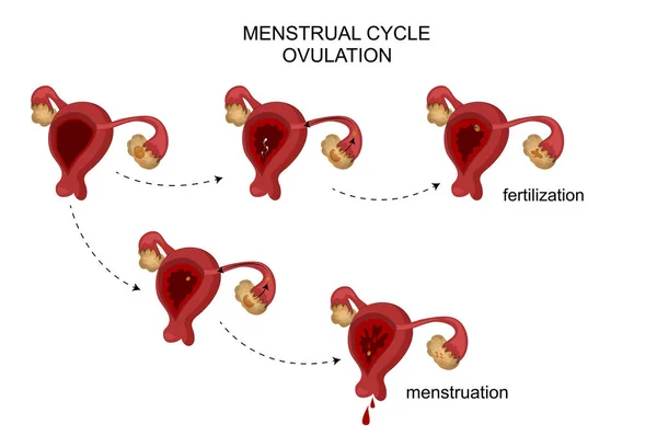 Gli organi riproduttivi femminili. Ciclo mestruale . — Vettoriale Stock